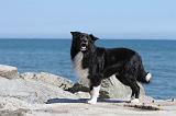 BORDER COLLIE 1594